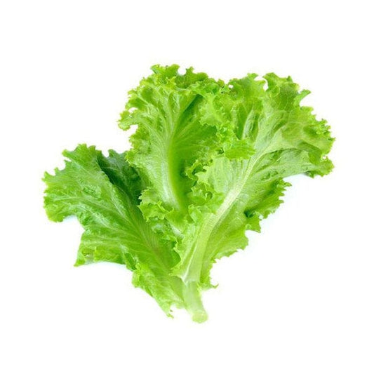 Lattuce Leaves